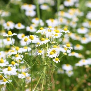 Kräuterwanderung im Wiesental