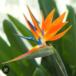 Reisebericht über Madeira